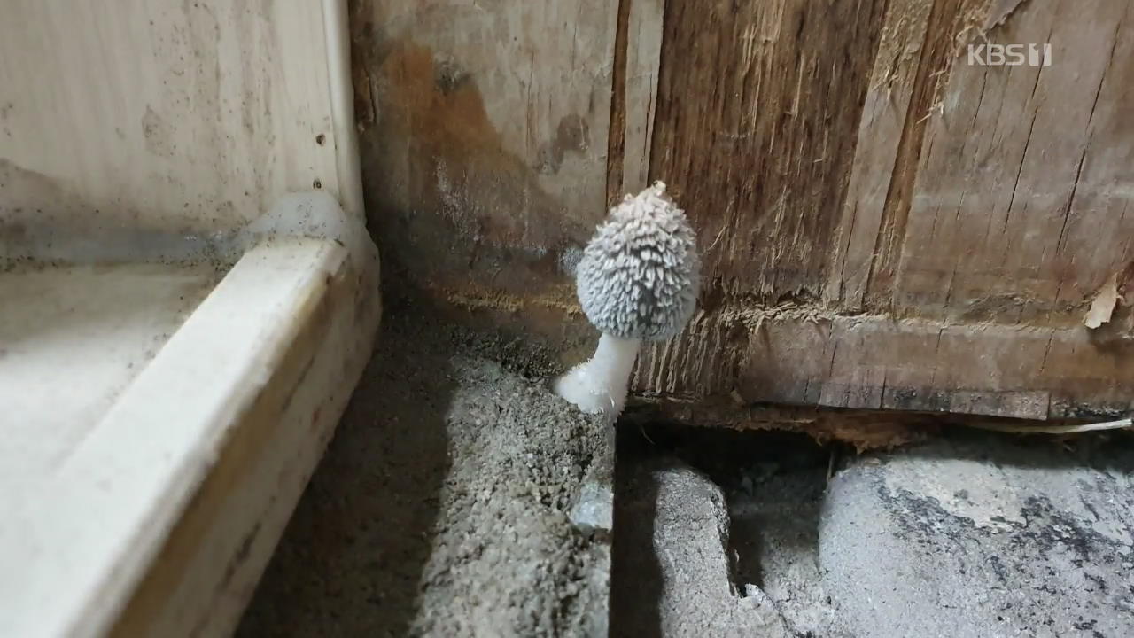 “새 아파트에 곰팡이·버섯까지?”…주민·건설사 갈등
