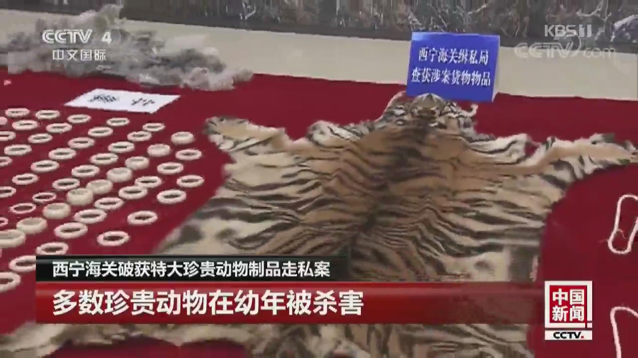 중국, 상아 등 희귀 동물 밀수품 대량 적발