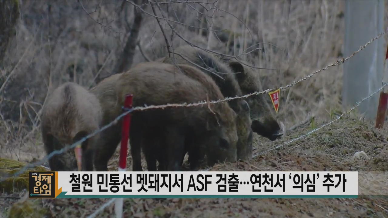 철원 민통선 멧돼지서 ASF 검출…연천서 ‘의심’ 추가