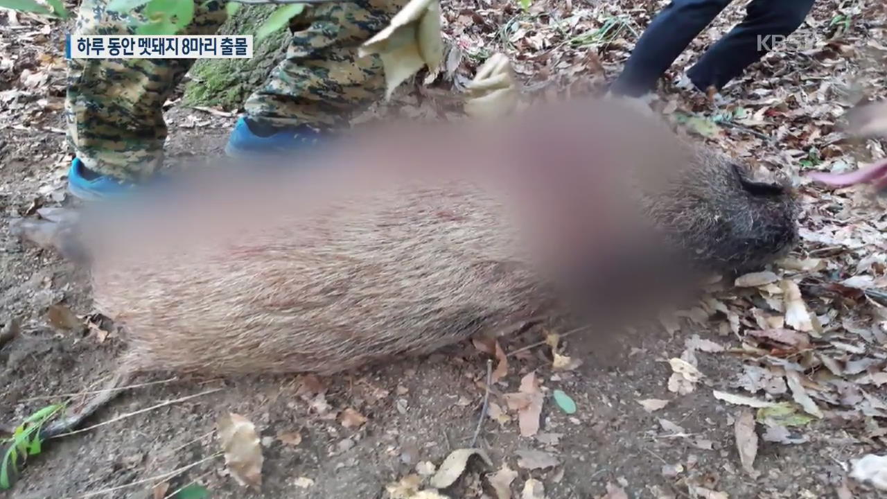 서울서 하루 동안 멧돼지 8마리 출몰…시민들 불안