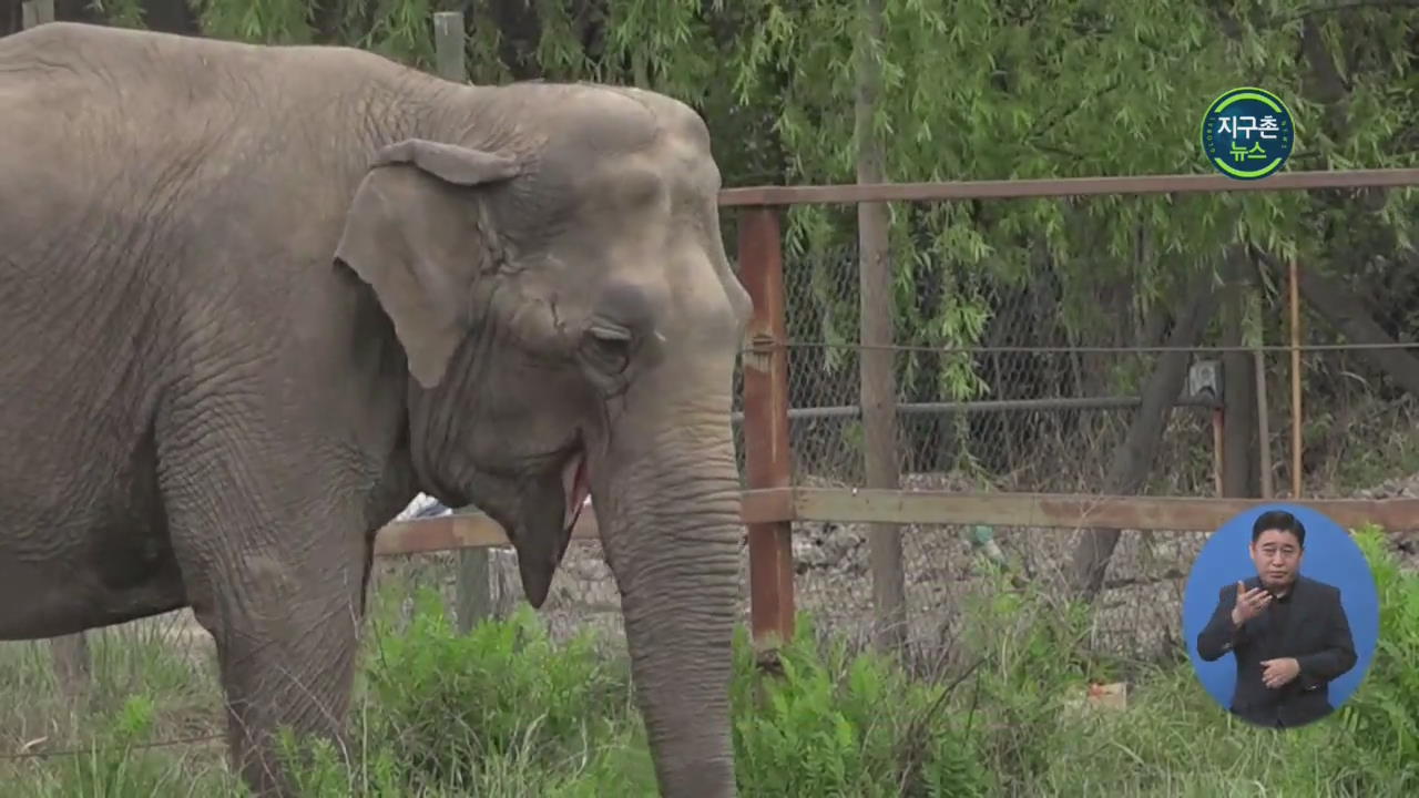 칠레 마지막 서커스 코끼리, 브라질서 새 삶
