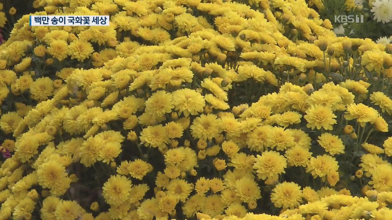 전남 함평에 백만 송이 국화꽃 향연…가을 향기 가득