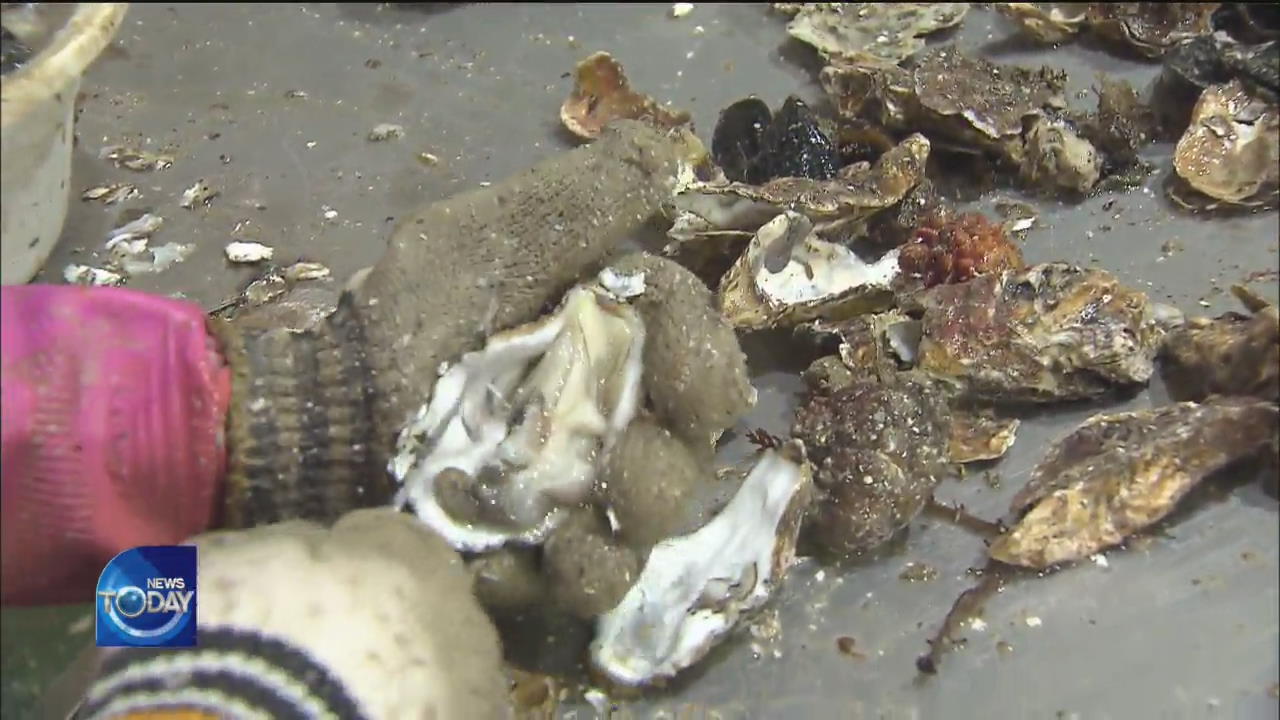 CONCERNS OVER OYSTER FARMING