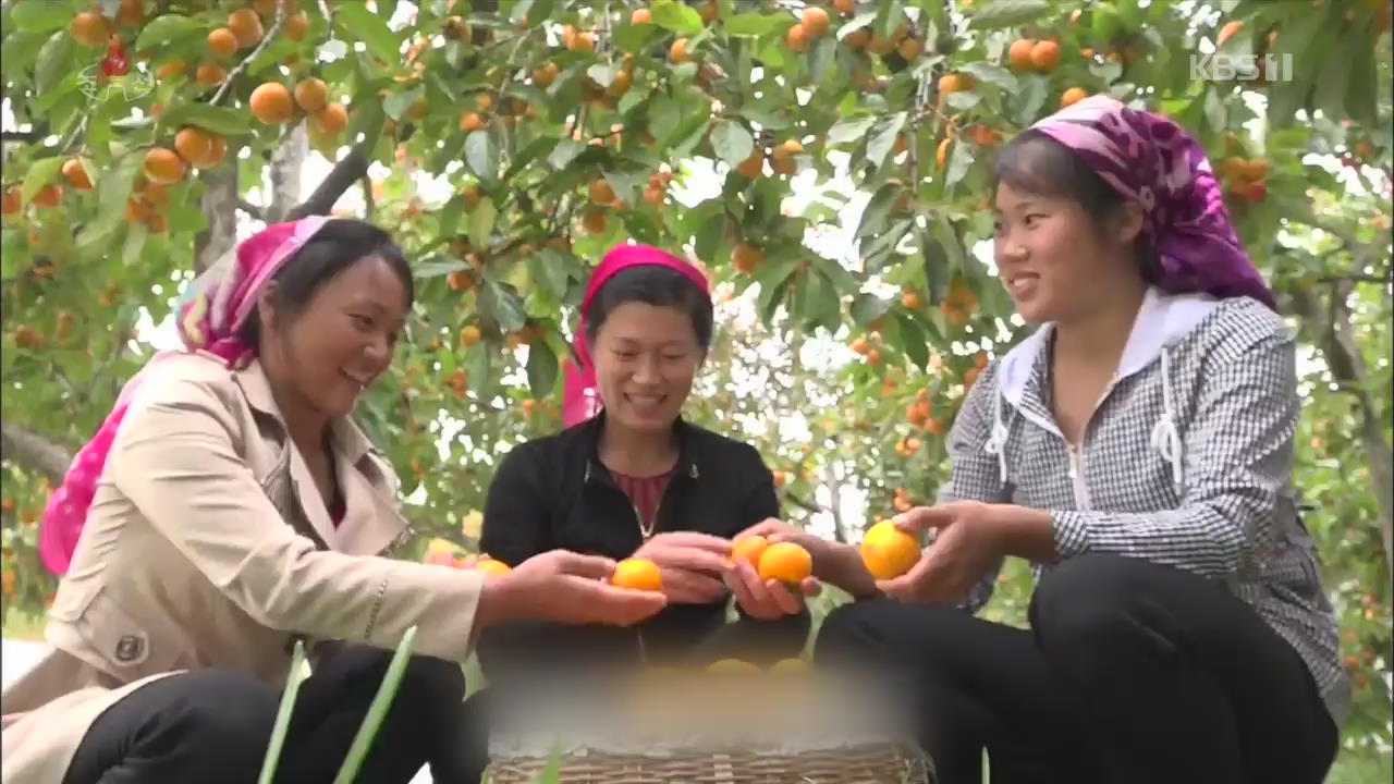 [북한 영상] 가을걷이 한창인 북한