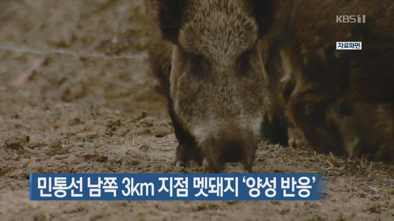 민통선 남쪽 3㎞ 지점 멧돼지 ‘양성 반응’