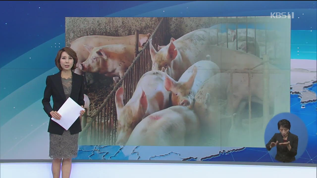 돼지 풀어 시위…‘잔반 사료’ 논란