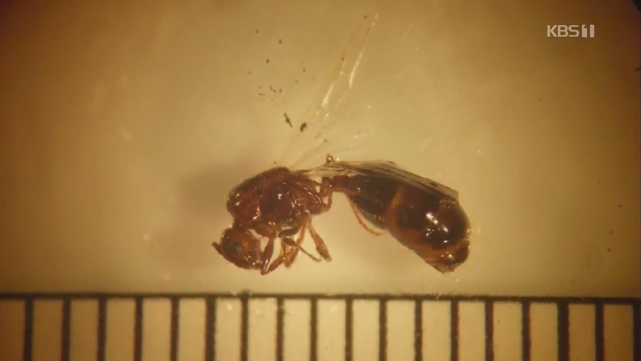 일본서 ‘불개미’ 여왕개미 다수 발견