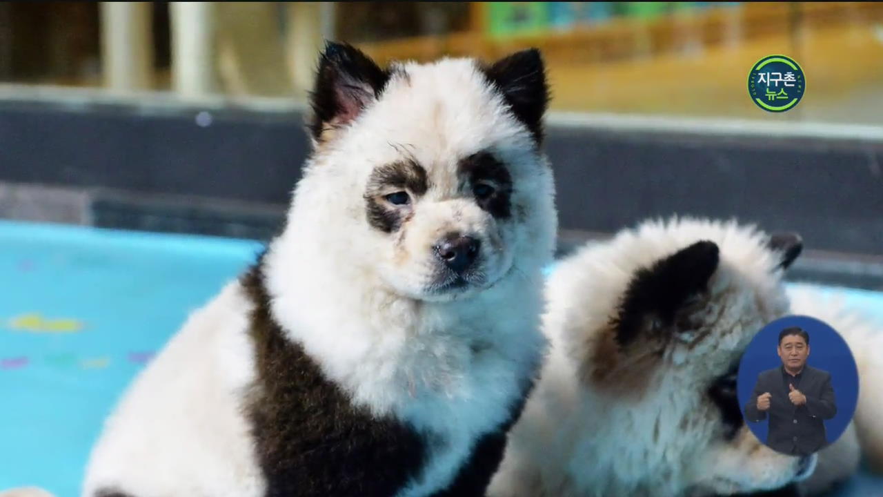 중국 ‘가짜 판다’ 카페…염색시킨 강아지
