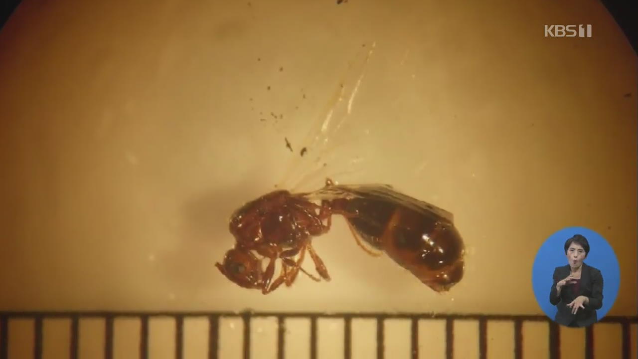 일본서 ‘붉은 불개미’ 여왕개미 다수 발견