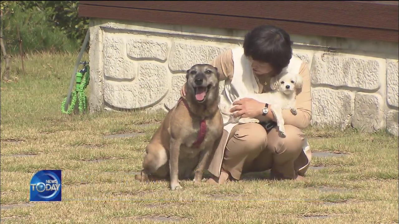 FINDING FOREVER HOMES FOR RETIRED ARMY DOGS