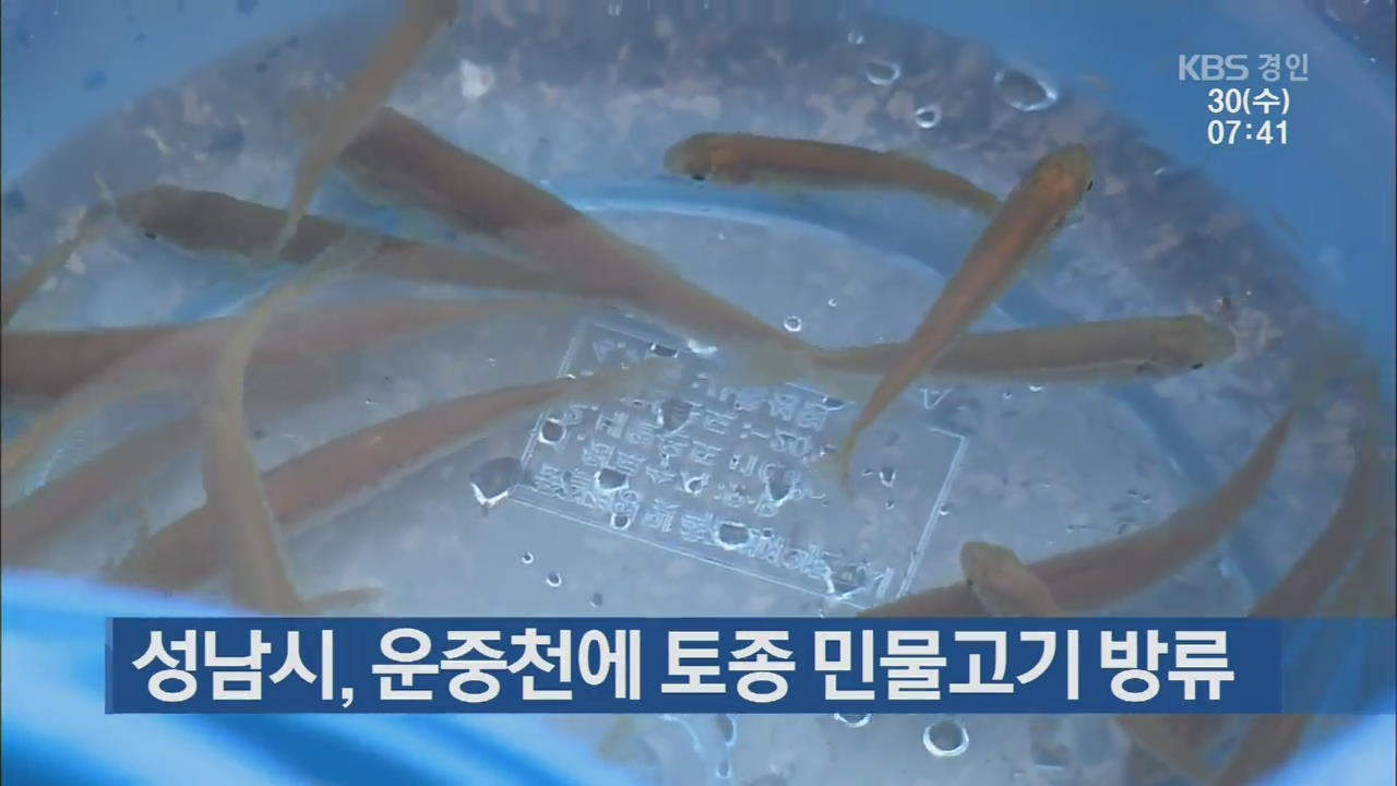 성남시, 운중천에 토종 민물고기 방류