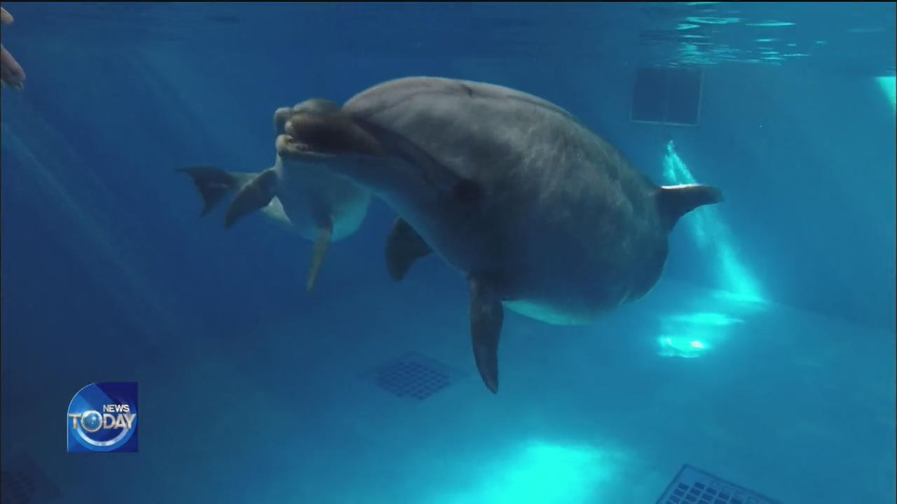 DEATH OF DOLPHIN AND ANIMAL CRUELTY