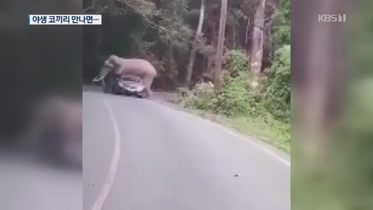 태국 국립공원서 야생코끼리가 관광객 차량 공격