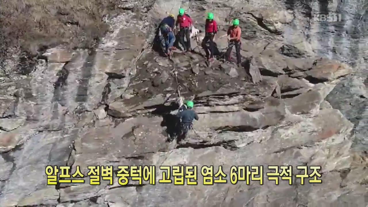 [클릭@지구촌] 알프스 절벽 중턱에 고립된 염소 6마리 극적 구조