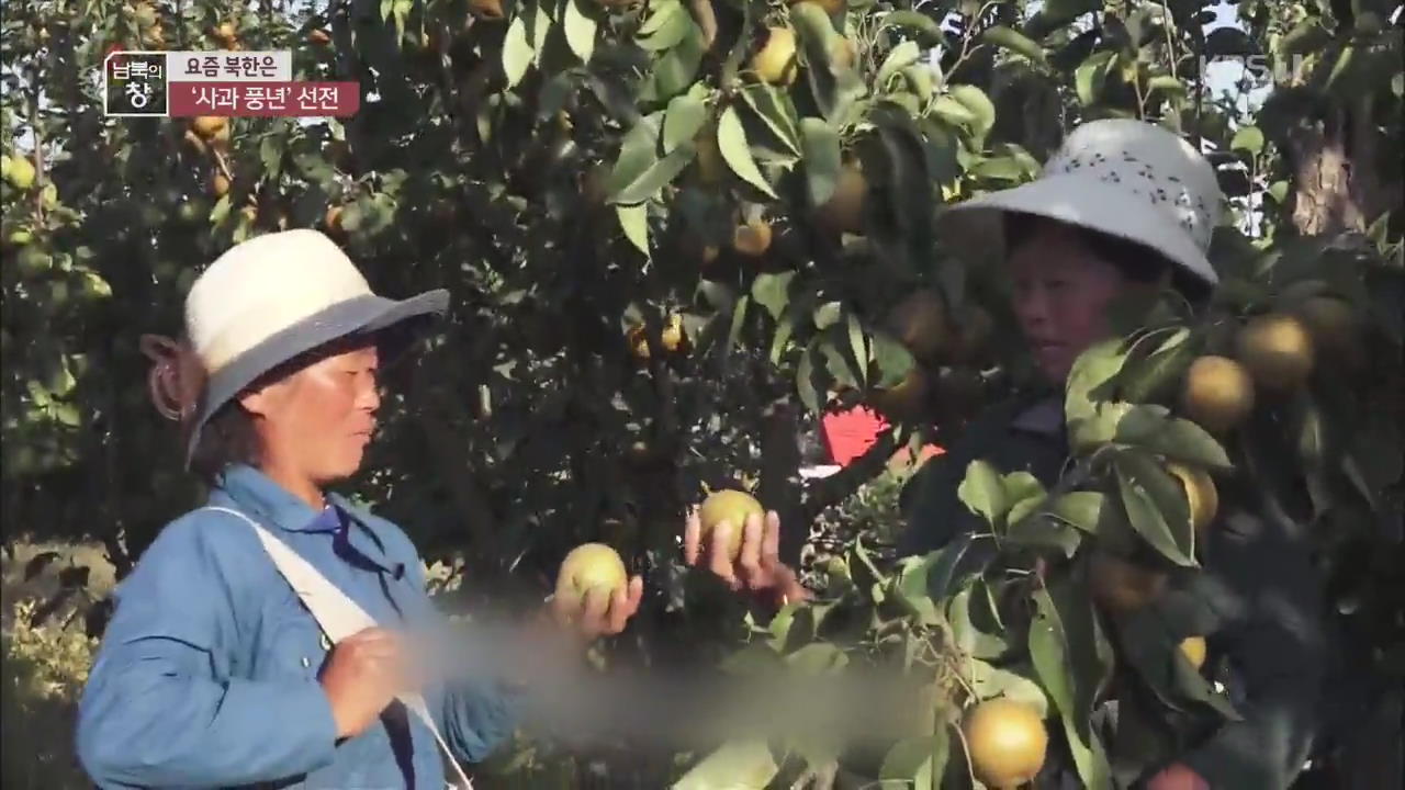 [요즘 북한은] 과일 수확 한창…사과 풍년 외