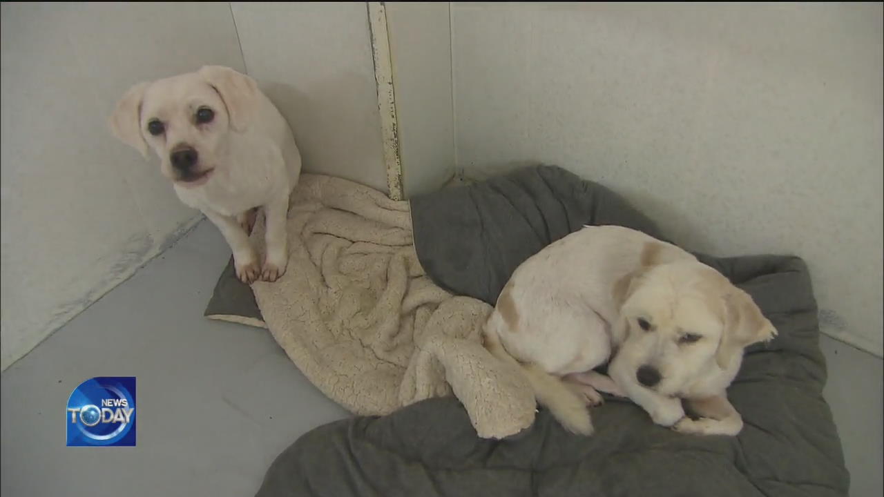 PETS BEING ABANDONED AT PET HOTELS