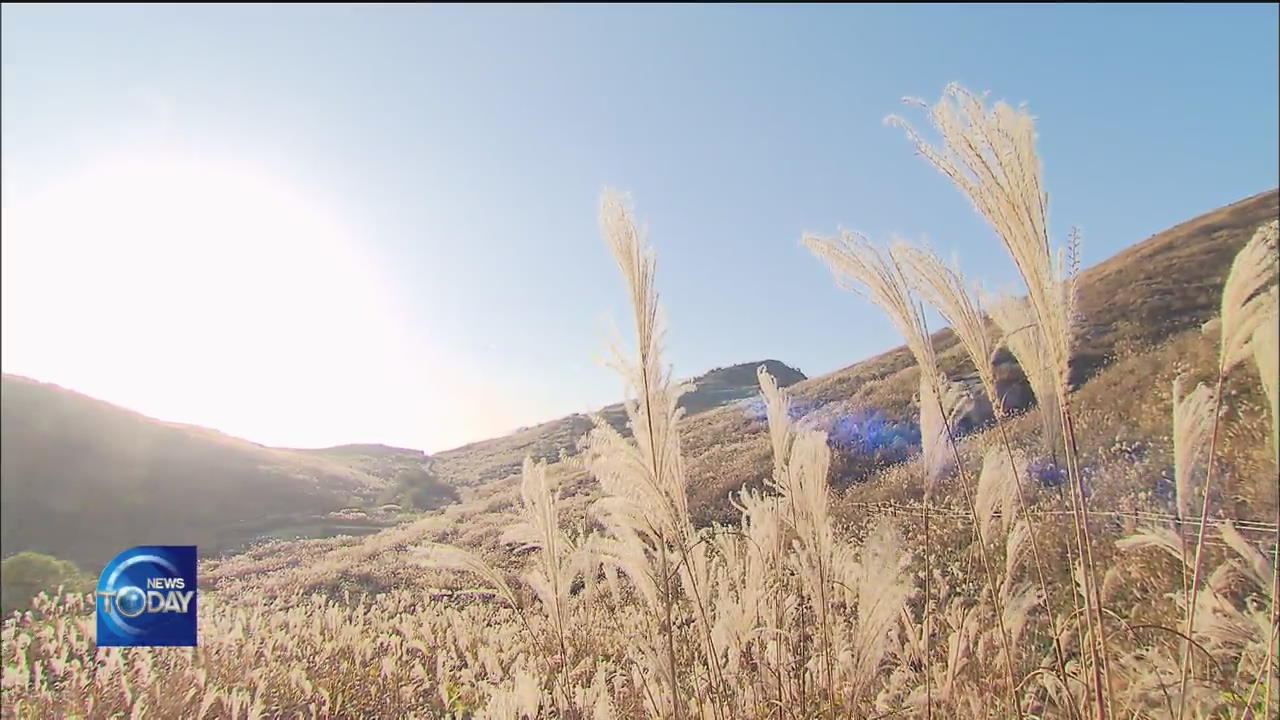 BREATHTAKING VIEW OF AUTUMN SILVER GRASS