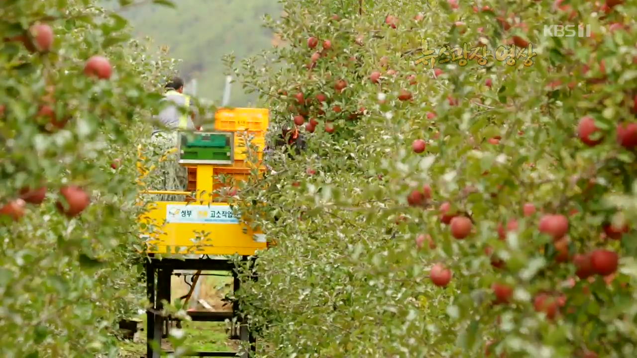 [뉴스광장 영상] 사과 수확