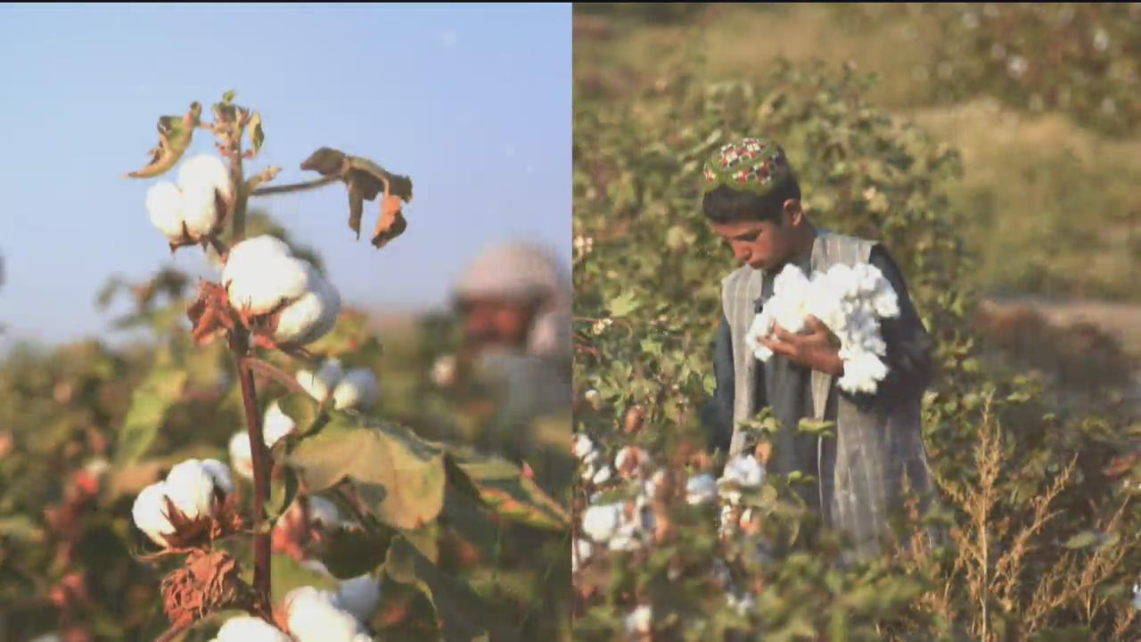 [지구촌 포토] 아프가니스탄 칸다하르 목화솜 재배 농민들