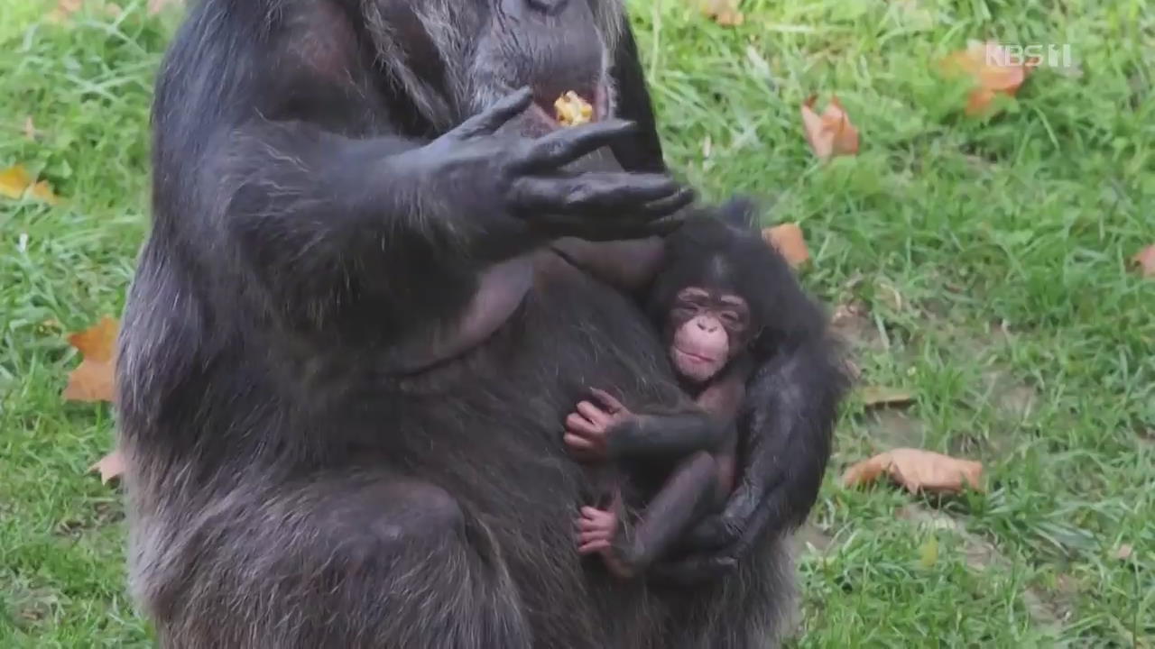프랑스 보발 동물원에 경사…새끼 침팬지 태어나