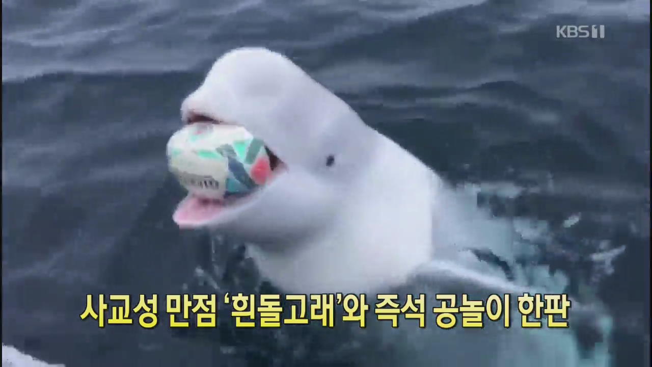 [클릭@지구촌] 사교성 만점 ‘흰돌고래’와 즉석 공놀이 한판