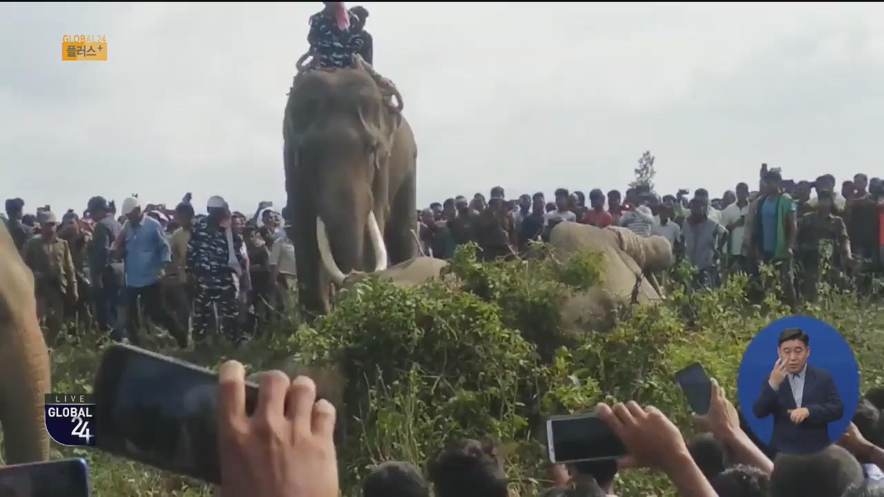 [글로벌24 플러스] 주민 5명 해친 인도 코끼리 포획