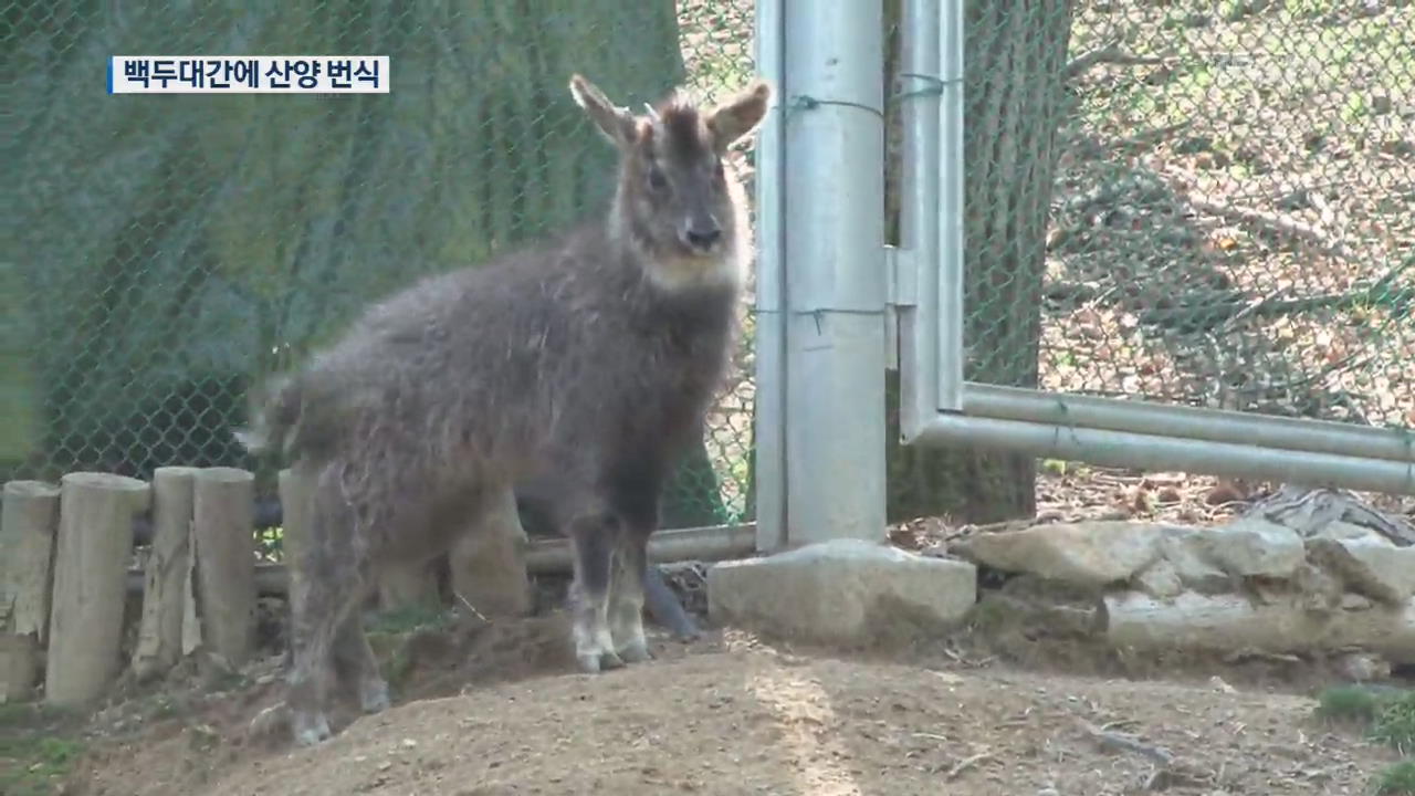 “월악산 뛰노는 산양”…백두대간 생태축 복원 첫 성공