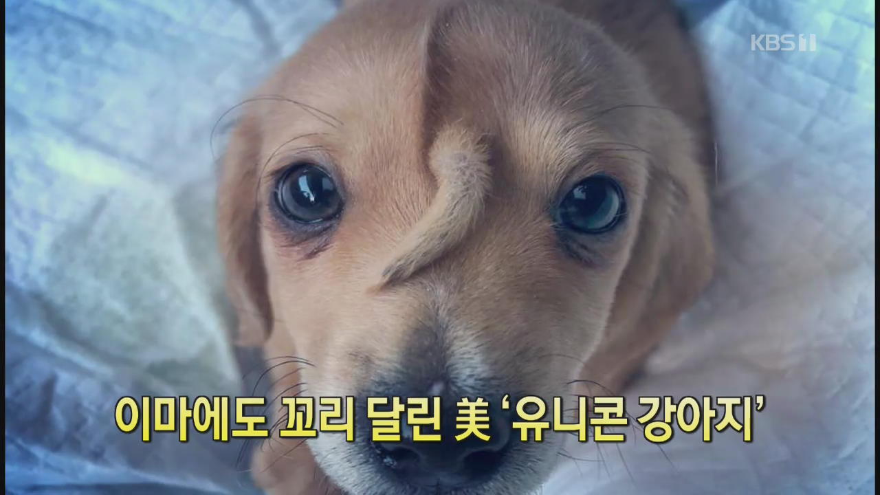 [클릭@지구촌] 이마에도 꼬리 달린 美 ‘유니콘 강아지’