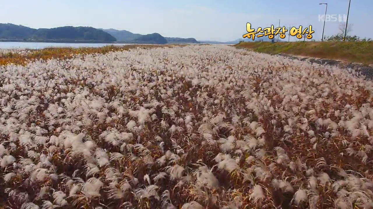 [뉴스광장 영상] 신성리 갈대밭