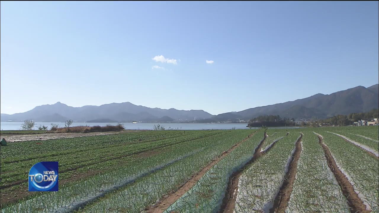 RICH WINTER HARVESTING OF SPINACH