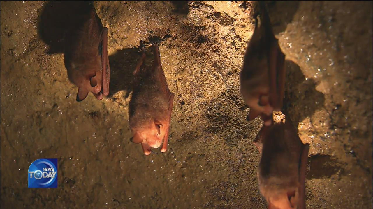 ENDANGERED ‘RED BATS’ SPOTTED