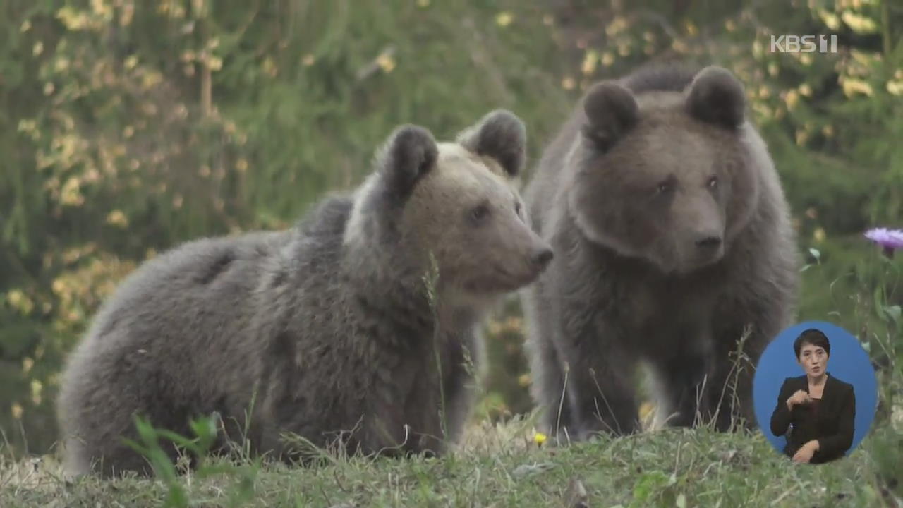 루마니아, 곰의 가축 공격으로 피해 급증