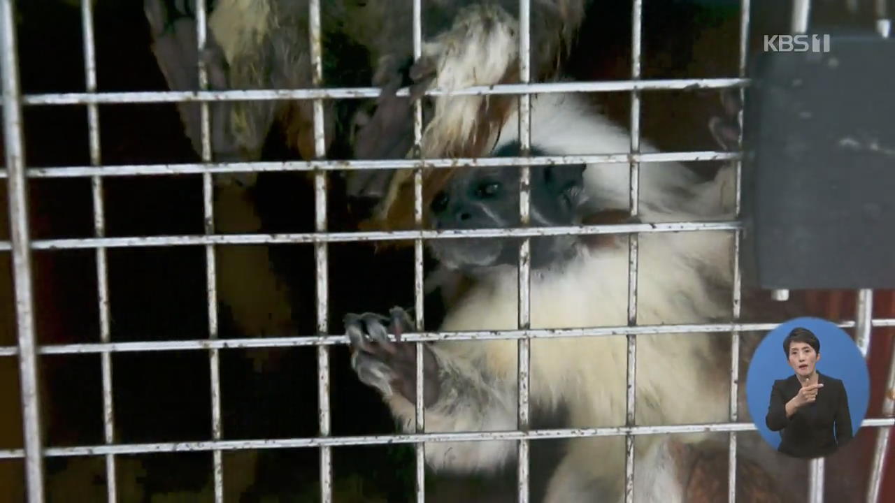 콜롬비아, 야생동물 애완동물로 불법 포획 