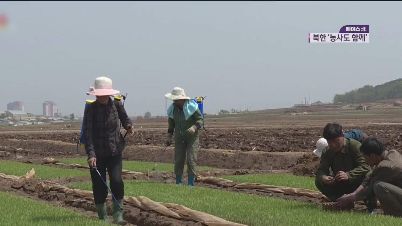 [페이스北] 모내기도 수확도 다 같이…북한 농민들의 삶