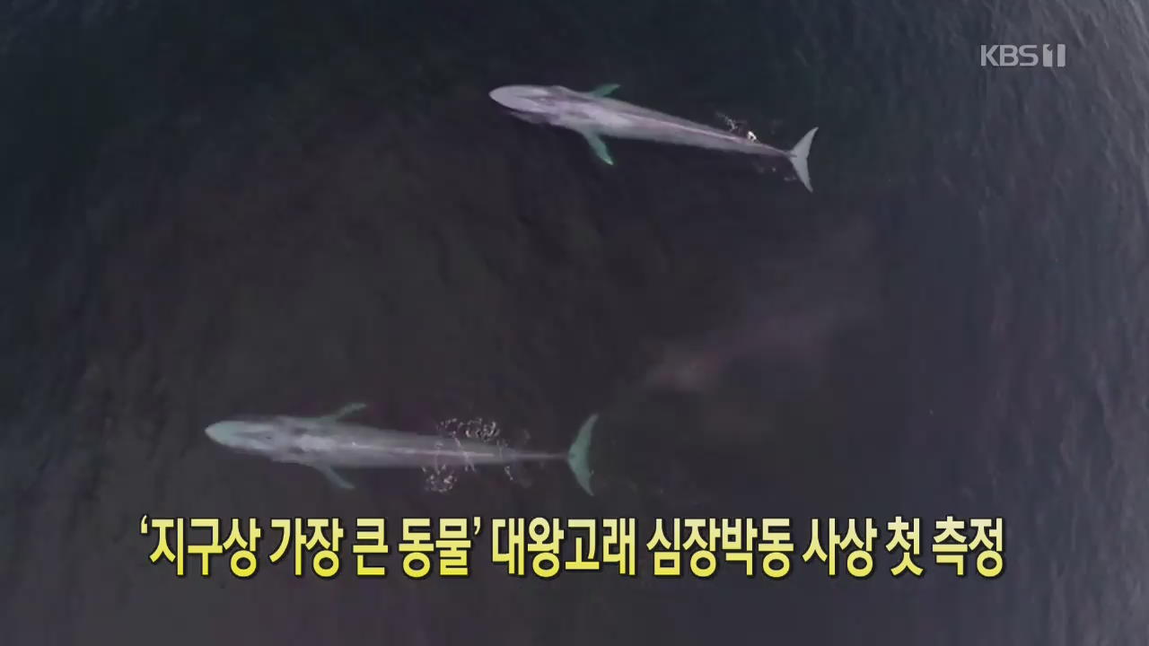 [클릭@지구촌] ‘지구상 가장 큰 동물’ 대왕고래 심장 박동 사상 첫 측정