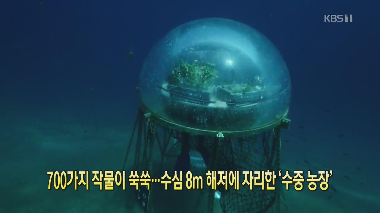 [클릭@지구촌] 700가지 작물이 쑥쑥…수심 8m 해저에 자리한 ‘수중 농장’