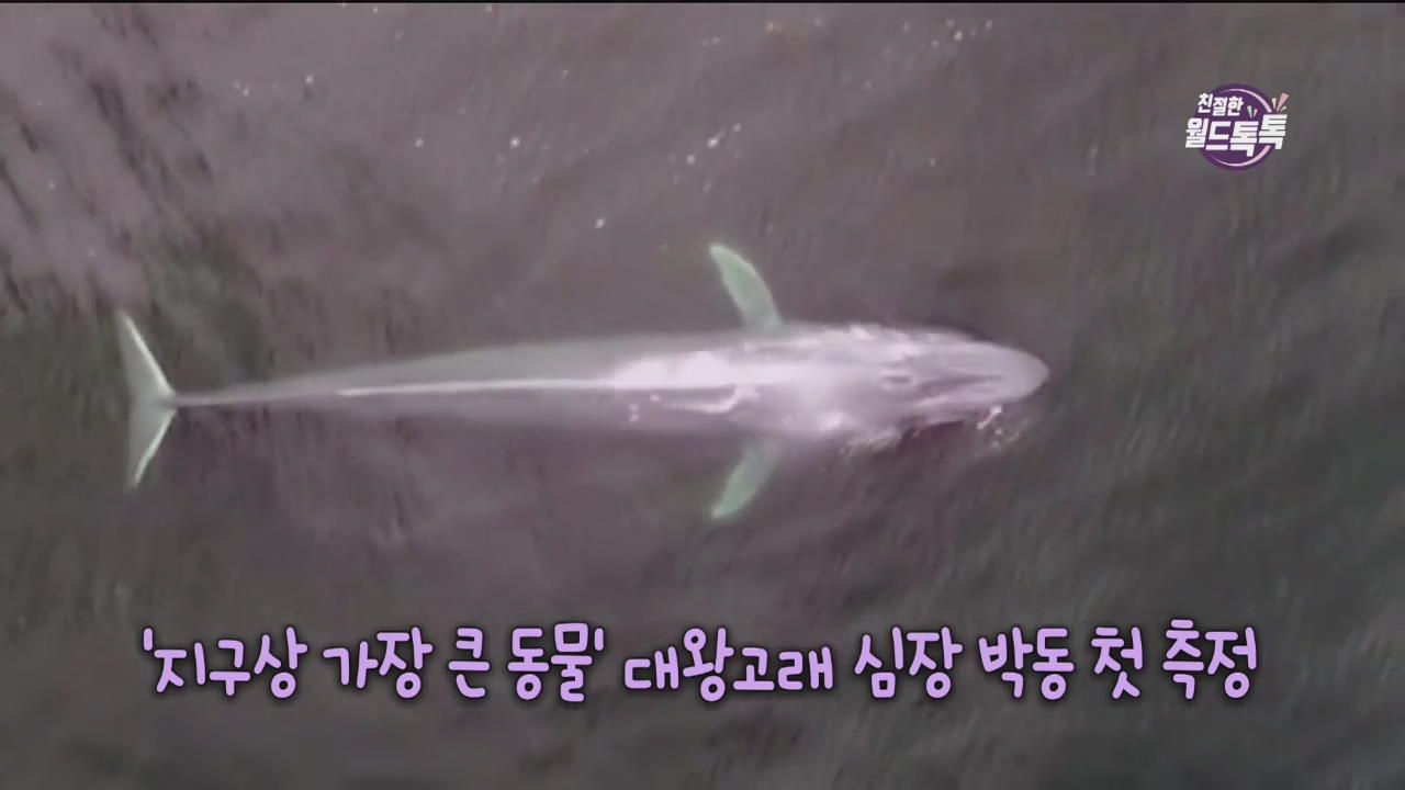 [친절한 월드톡톡] ‘지구상 가장 큰 동물’ 대왕고래 심장 박동 첫 측정 외