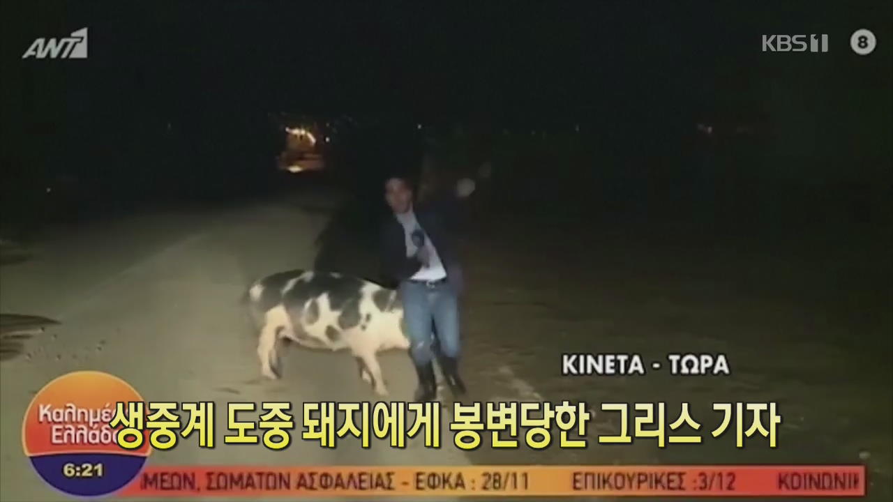 [클릭@지구촌] 생중계 도중 돼지에게 봉변당한 그리스 기자