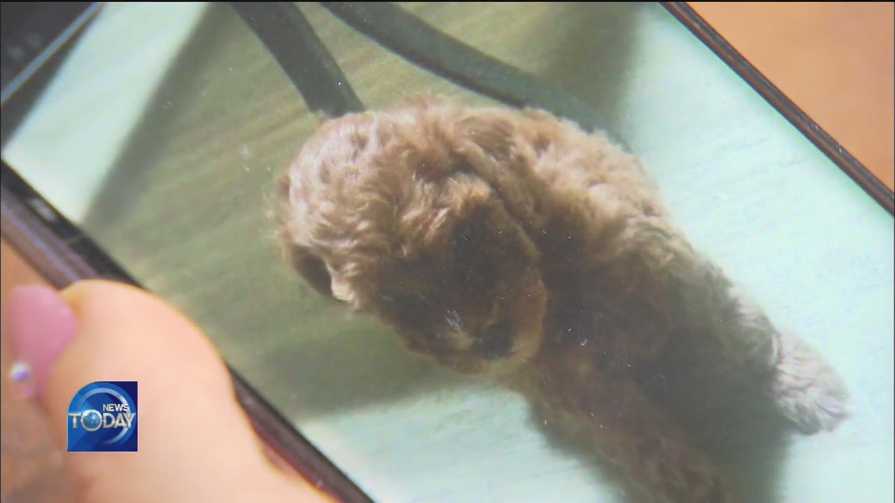 REGULATIONS ON PET FUNERALS