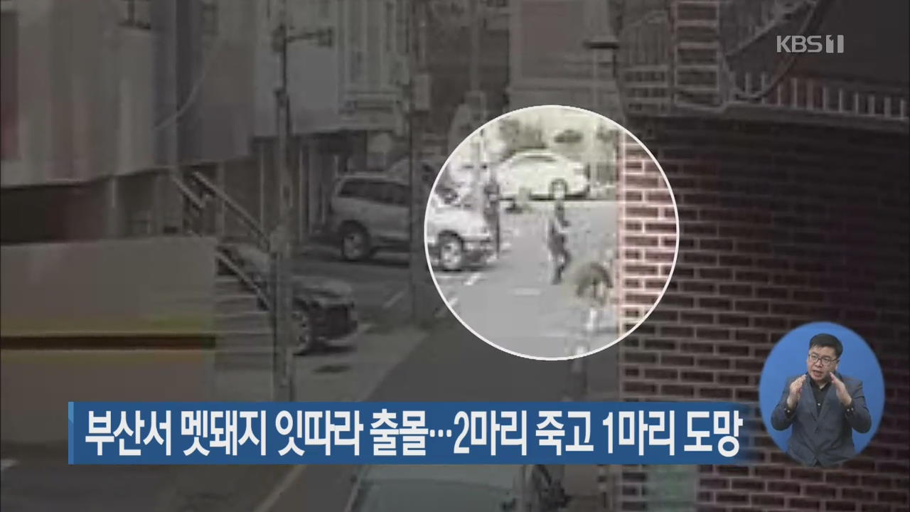 부산서 멧돼지 잇따라 출몰…2마리 죽고 1마리 도망