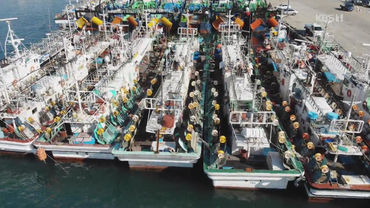 보기 힘든 오징어…중국 어선 싹쓸이 조업에 어민 반발