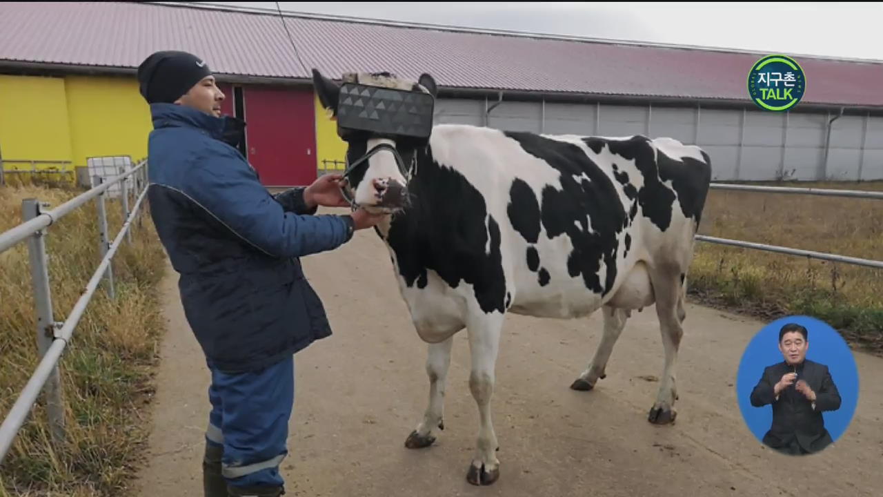 [지구촌 Talk] 젖소에 VR 헤드셋…“우유 많이 나와라”