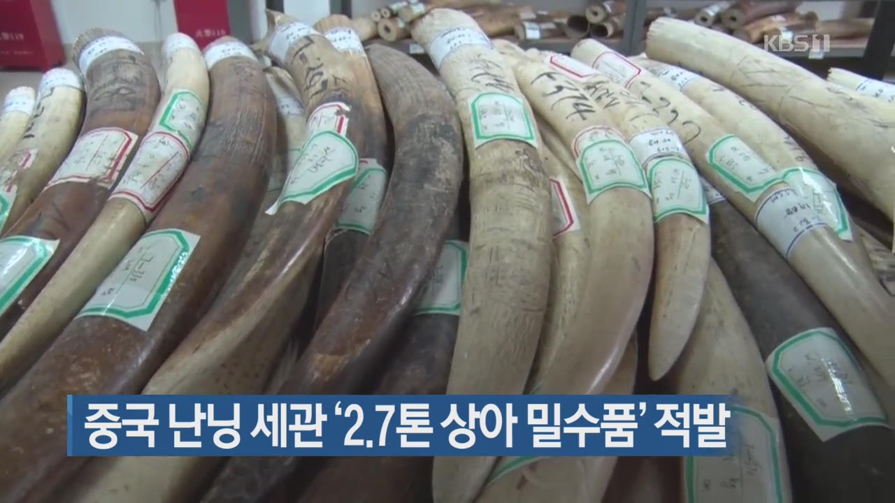 [지금 세계는] 중국 난닝 세관 ‘2.7톤 상아 밀수품’ 적발