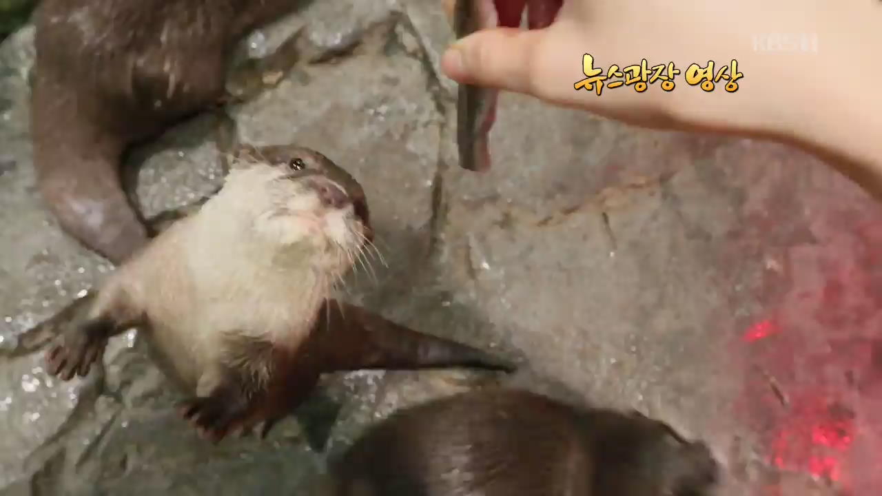 [뉴스광장 영상] 장난꾸러기 수달