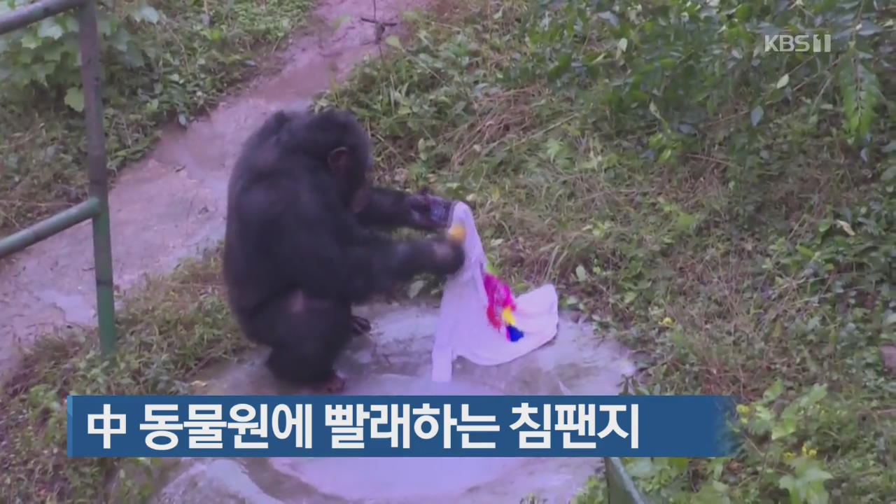[지금 세계는] 中 동물원에 빨래하는 침팬지