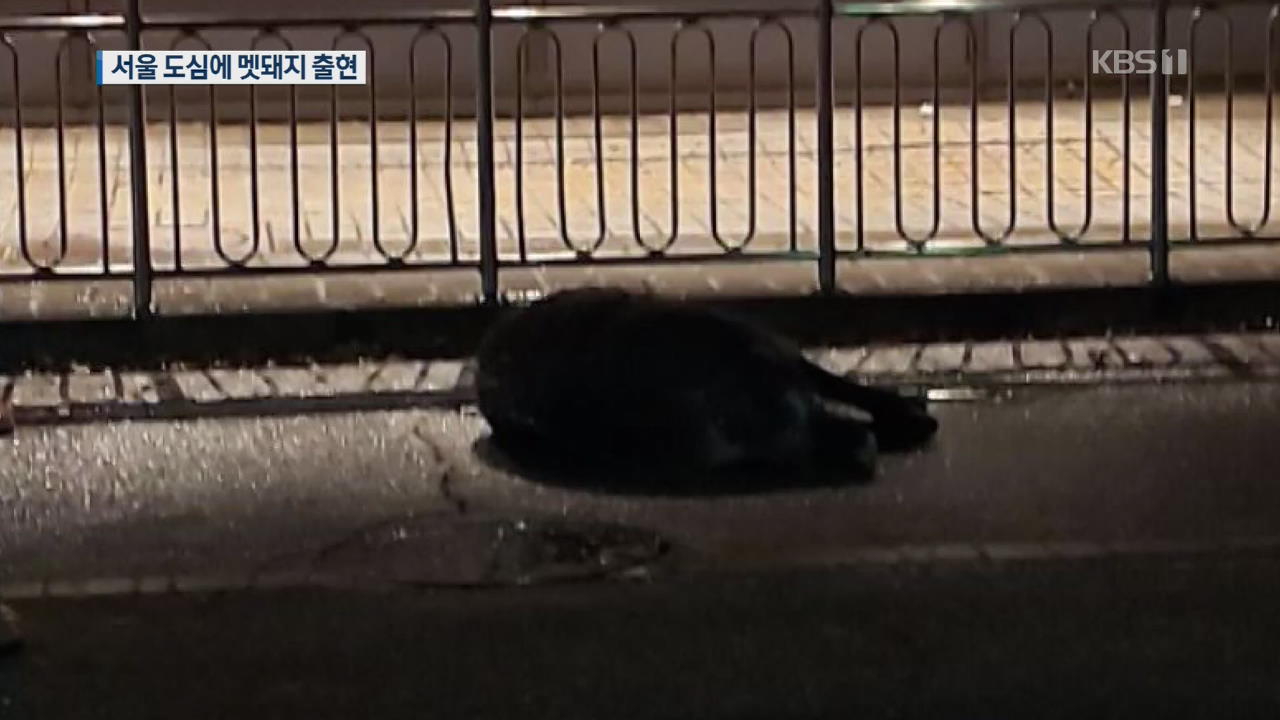 서울 마포구청 인근 멧돼지 두 마리 나타나…한 마리만 사살
