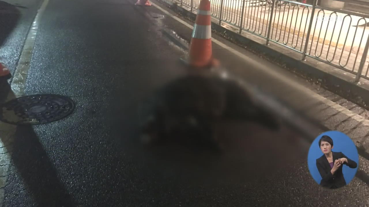 서울 도심에 멧돼지 2마리 출현…한 마리만 사살