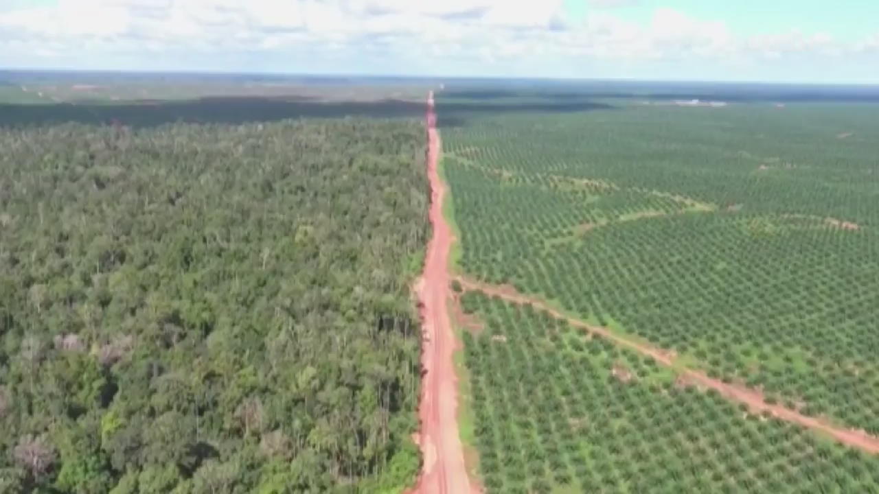 “열대림 파괴”…인도네시아 팜유 사업 포스코 진정