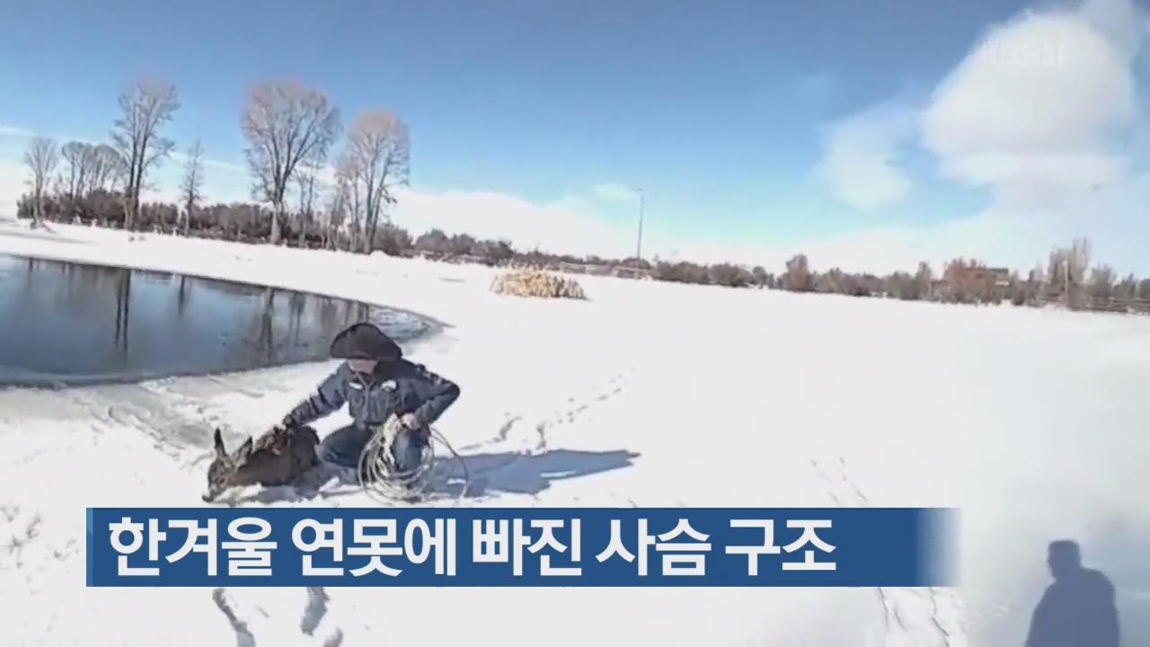 [지금 세계는] 한겨울 연못에 빠진 사슴 구조