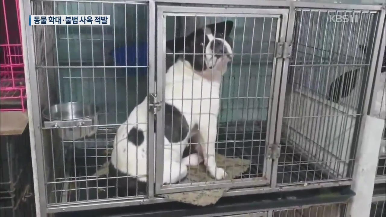 전기 감전으로 개 도살…동물 학대·불법 판매 무더기 적발
